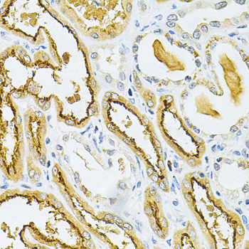 GLRX Rabbit polyclonal antibody