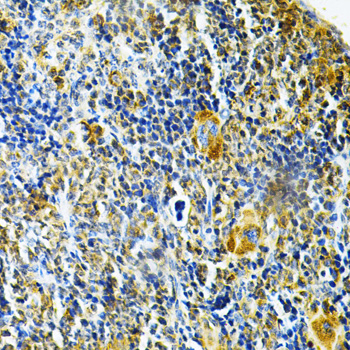 GLRX Rabbit polyclonal antibody