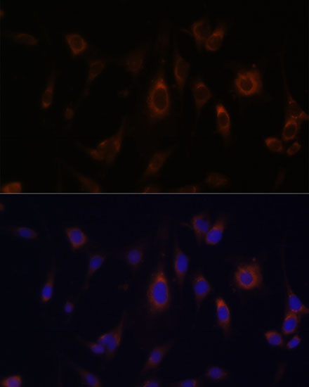 GLRX Rabbit polyclonal antibody