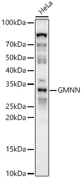GMNN Rabbit polyclonal antibody
