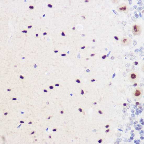 GMNN Rabbit polyclonal antibody