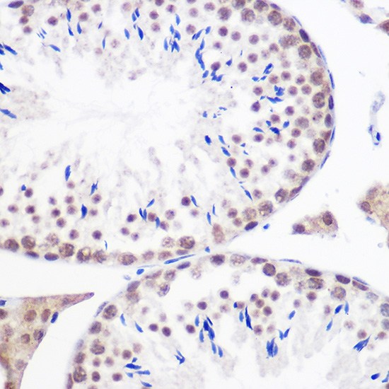 GMNN Rabbit polyclonal antibody