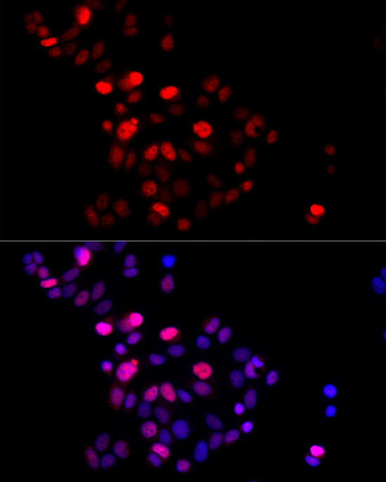 GMNN Rabbit polyclonal antibody