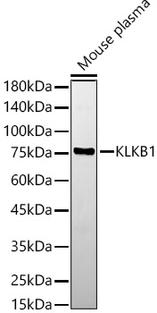 KLKB1 Rabbit polyclonal antibody