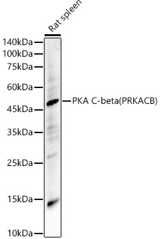 PKA C-beta (PRKACB) Rabbit polyclonal antibody