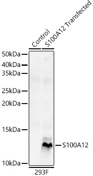 S100A12 Rabbit polyclonal antibody