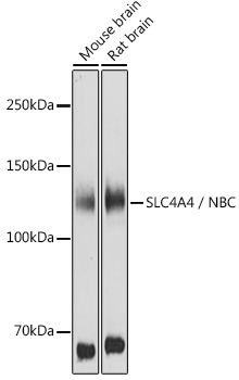 SLC4A4 / NBC Rabbit polyclonal antibody