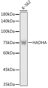 [KO Validated] HADHA Rabbit polyclonal antibody