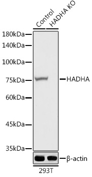 [KO Validated] HADHA Rabbit polyclonal antibody