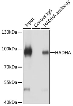 [KO Validated] HADHA Rabbit polyclonal antibody