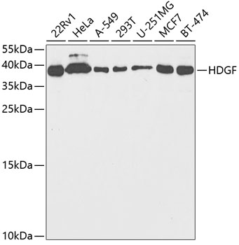 HDGF Rabbit polyclonal antibody