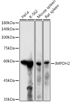 IMPDH2 Rabbit polyclonal antibody