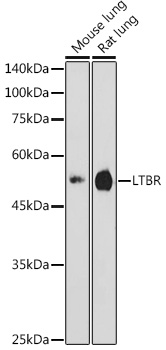 LTBR Rabbit polyclonal antibody