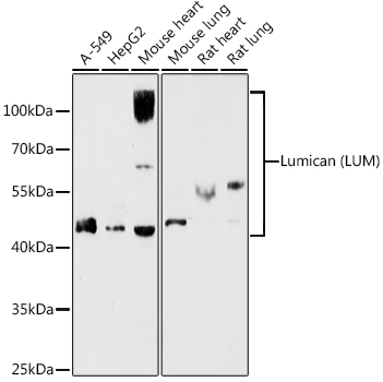 Lumican (LUM) Rabbit polyclonal antibody