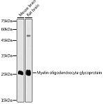 Western blot - Myelin oligodendrocyte glycoprotein Rabbit pAb (A5353)