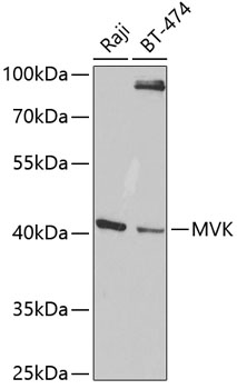 MVK Rabbit pAb