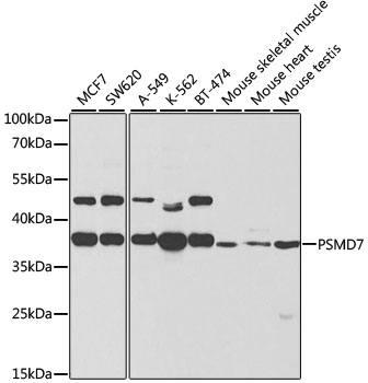 PSMD7 Rabbit polyclonal antibody