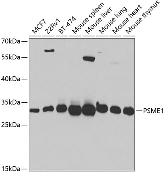 PSME1 Rabbit pAb