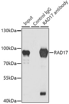 RAD17 Rabbit polyclonal antibody