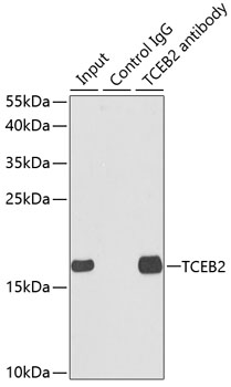 TCEB2 Rabbit polyclonal antibody