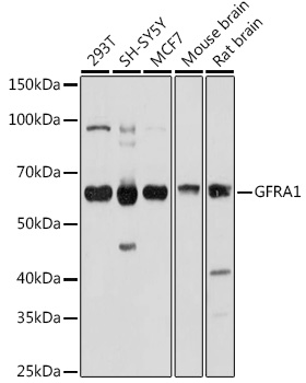 GFRA1 Rabbit polyclonal antibody