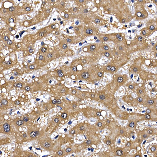 GFRA1 Rabbit polyclonal antibody