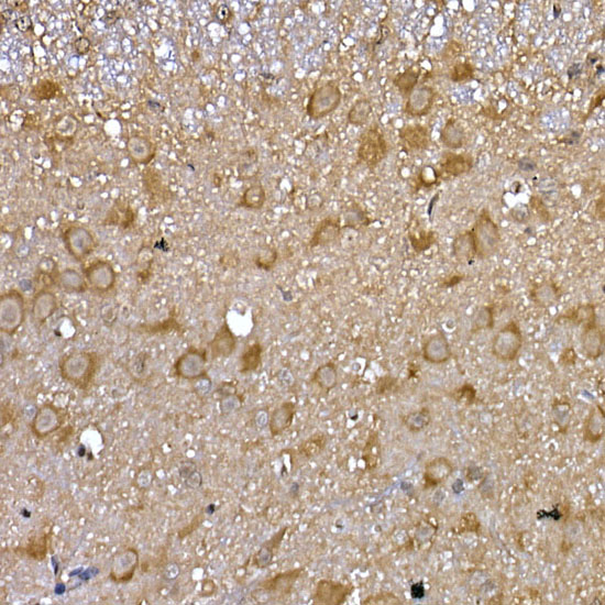 GFRA1 Rabbit polyclonal antibody