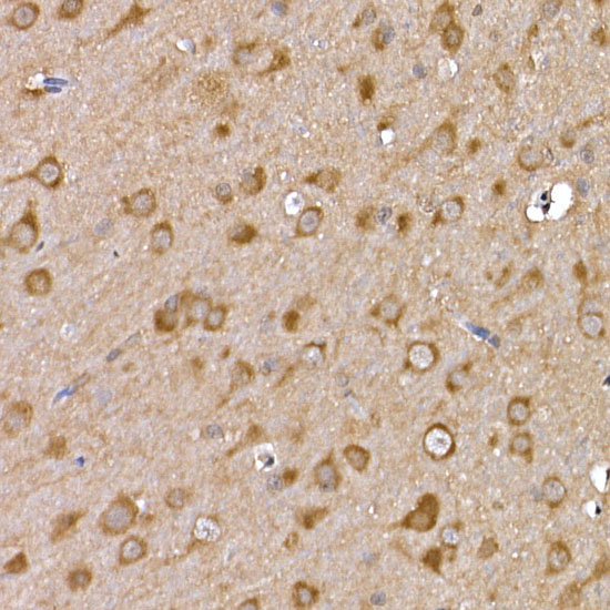 GFRA1 Rabbit polyclonal antibody