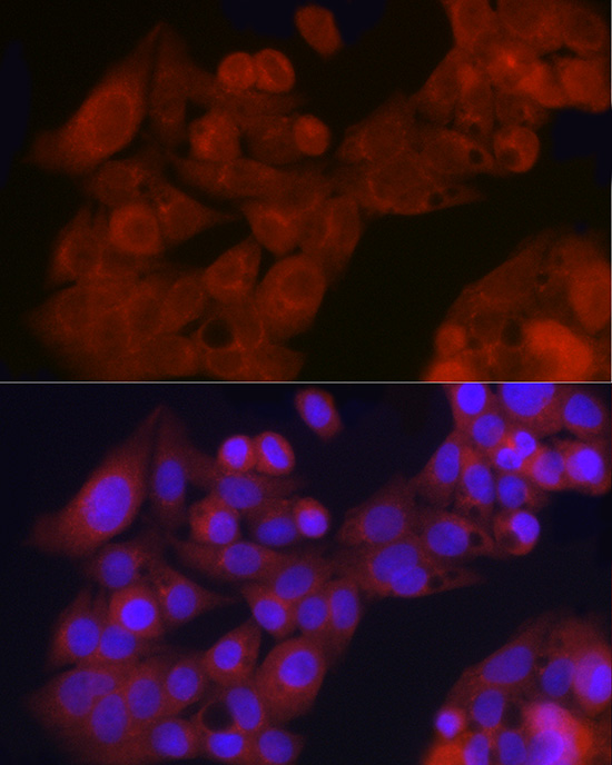 GFRA1 Rabbit polyclonal antibody