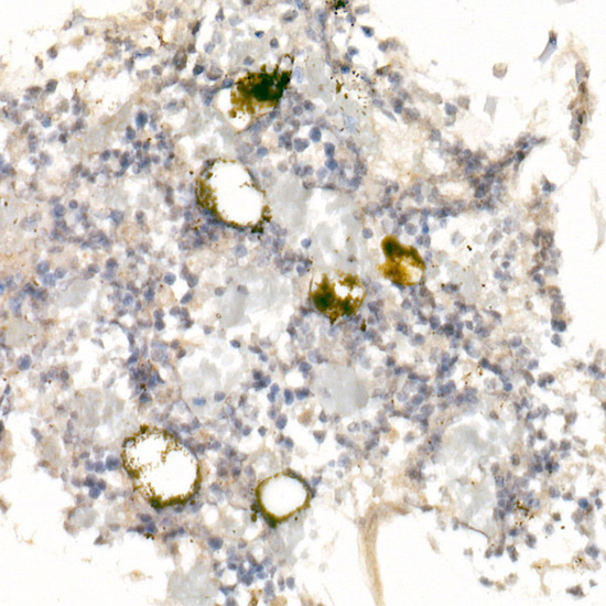 GP9 Rabbit polyclonal antibody
