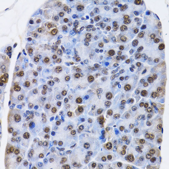 ID3 Rabbit polyclonal antibody