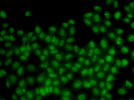 ID3 Rabbit polyclonal antibody