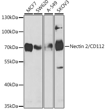 Nectin 2/CD112 Rabbit pAb