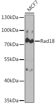 Rad18 Rabbit pAb