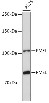 PMEL Rabbit polyclonal antibody