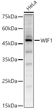 WIF1 Rabbit polyclonal antibody