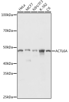 ACTL6A Rabbit polyclonal antibody