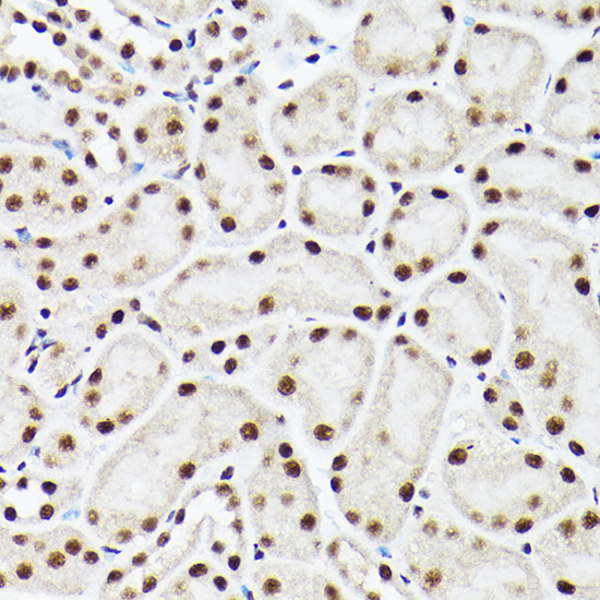 ACTL6A Rabbit polyclonal antibody