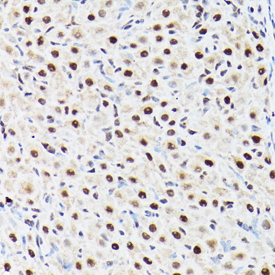 ACTL6A Rabbit polyclonal antibody