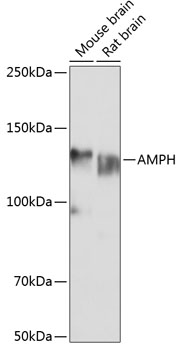AMPH Rabbit polyclonal antibody