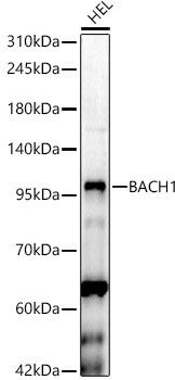 BACH1 Rabbit polyclonal antibody