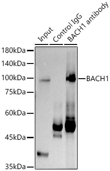BACH1 Rabbit polyclonal antibody