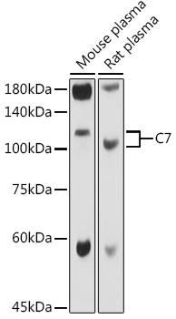 C7 Rabbit polyclonal antibody