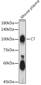 C7 Rabbit polyclonal antibody