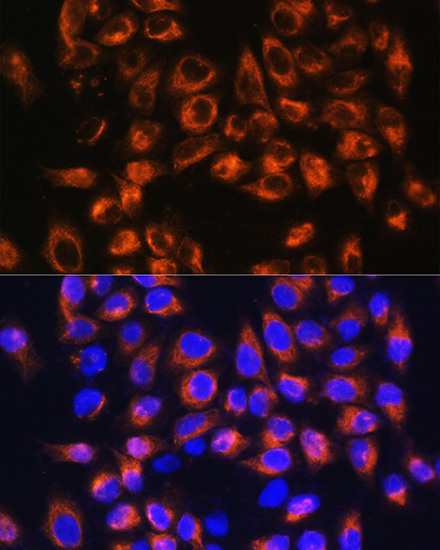 C7 Rabbit polyclonal antibody