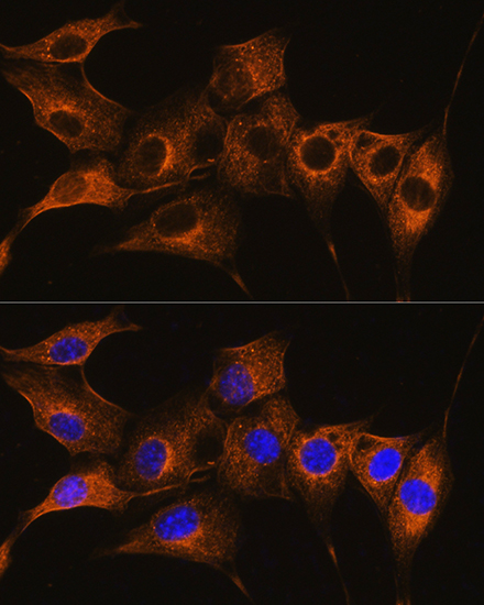 C7 Rabbit polyclonal antibody