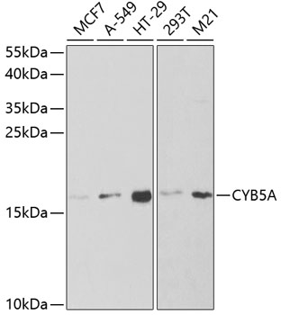 CYB5A Rabbit polyclonal antibody