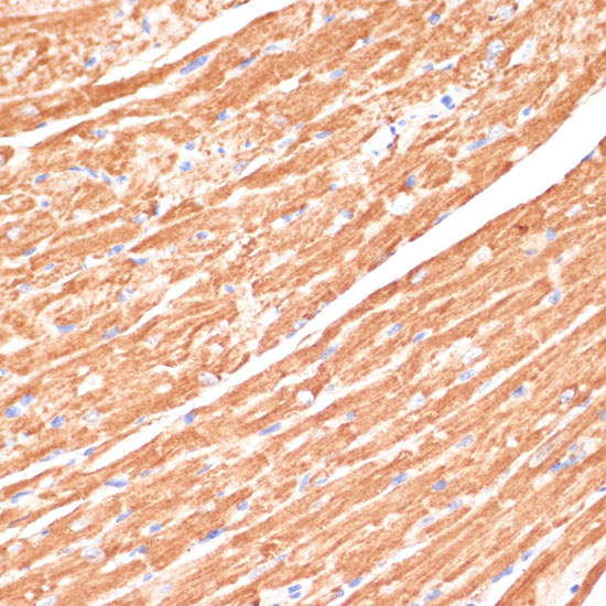 CYB5A Rabbit polyclonal antibody