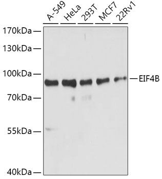 EIF4B Rabbit polyclonal antibody