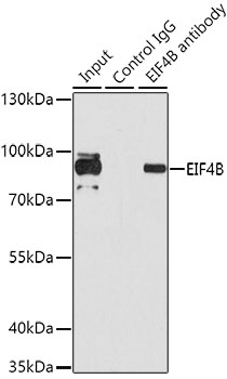 EIF4B Rabbit polyclonal antibody